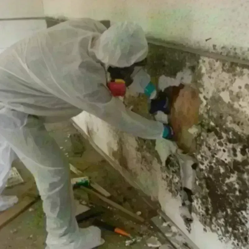 Mold Remediation and Removal in Missouri Valley, IA